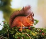 red squirrel